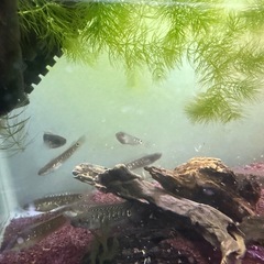 スーパーレッドコウタイ　稚魚　5から8の画像