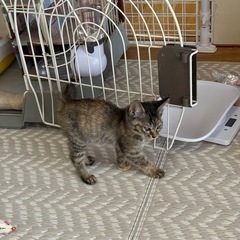 むぎわら♀2ヶ月弱【兄妹います】 - 磐田市