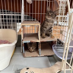 むぎわら♀2ヶ月弱【兄妹います】 − 静岡県