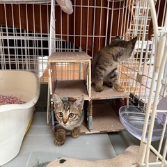むぎわら♀2ヶ月弱【兄妹います】 - 猫