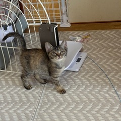 むぎわら♀2ヶ月弱【兄妹います】