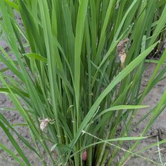 栽培期間中農薬不使用　令和7年　奈良県産　ヒノヒカリ　玄米　30kgの画像