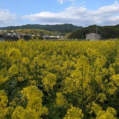 栽培期間中農薬不使用　令和7年　奈良県産　ヒノヒカリ　玄米　30kgの画像