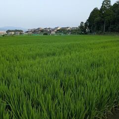 令和7年　奈良県産　ヒノヒカリ　玄米　30kg⑤の画像