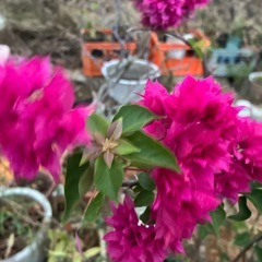 赤いブーゲンビリアの画像