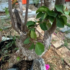 赤いブーゲンビリアの画像