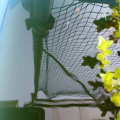 ミックスめだか　若魚　10匹　夜桜など各種めだかの画像