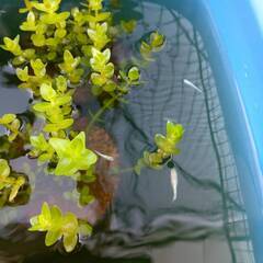ミックスめだか　若魚　10匹　夜桜など各種めだかの画像
