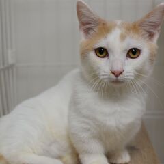 11/3(祝月) 25頭譲渡会。5ヶ月短足マンチカン♂【里親募集】