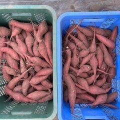 さつま芋　新物(紅はるか) 小芋、細芋　10Kg 1袋 [f]の画像