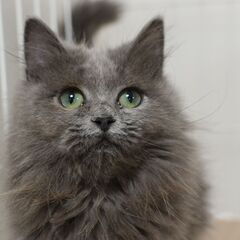 11/3(祝月) 25頭譲渡会。7ヶ月短足マンチカン♀【里親募集】