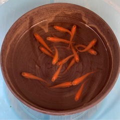 🌸紅帝楊貴妃🌸の画像