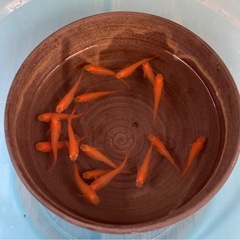 🌸紅帝楊貴妃🌸の画像