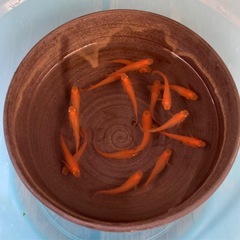 🌸紅帝楊貴妃🌸の画像