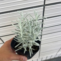 ヘリクリサム　シルバースノーの画像