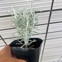 ヘリクリサム　シルバースノーの画像