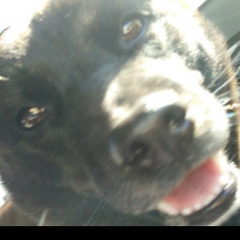 （追記）甲斐犬　12−13歳ぐらい　里親さんを探しています