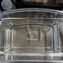 コンゴテトラ　ワイルド　ペアの画像