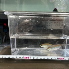 コンゴテトラ　ワイルド　ペアの画像