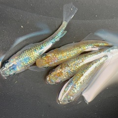 ユリシスパラディーゾ ペア販売 めだか めだかの画像