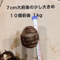 受付終了です　
里芋3kgの画像
