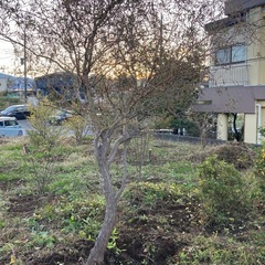 【お値引きしました‼️】柳　ヤナギの画像
