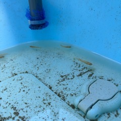 メダカ、排水パイプMサイズ使い方❗️ の画像