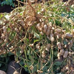 生落花生(おおまさり)2kgの画像