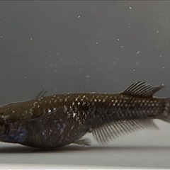 ミッドナイトフリル漆黒光体型WF ペア販売 めだか メダカの画像