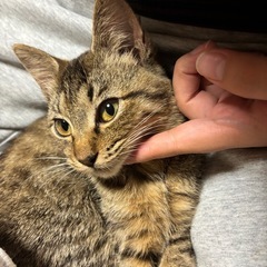 小柄な子猫　♀