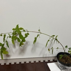 インドシクンシの画像