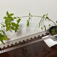 インドシクンシの画像