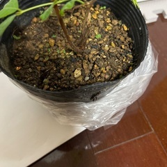 インドシクンシの画像