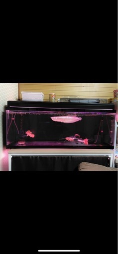 120センチアクリル水槽