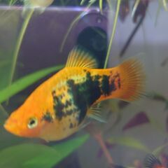 ミッキーマウスプラティ♀ｘ1ミックスプラティ♀ｘ1の画像