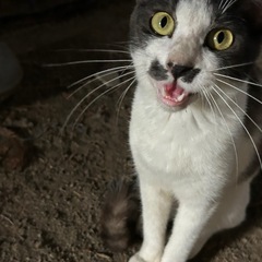 家族にしてください【里親募集】