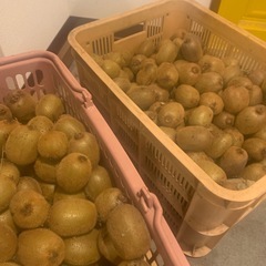 自家製　キウイフルーツ　20個　おまけありの画像