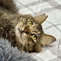 控えめ甘えた男子👦🏻らんまくん！