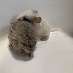 チンチラ　黒？