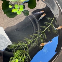 朱光菊　メダカ　幼魚　5匹の画像