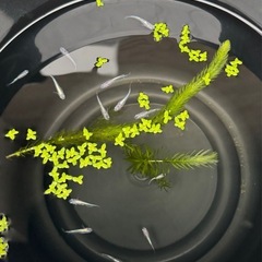 朱光菊　メダカ　幼魚　5匹の画像
