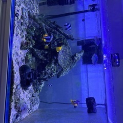 海水魚水槽の画像