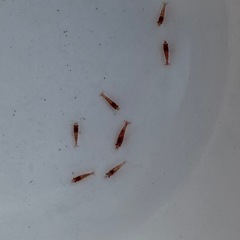 極火蝦　稚蝦　5匹〜の画像