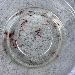 極火蝦　稚蝦　5匹〜の画像