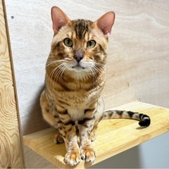 引退猫 ベンガル里親募集