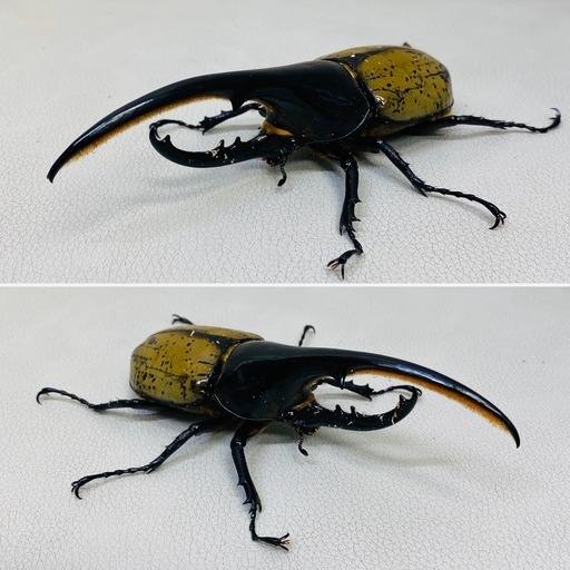【完売】ヘラクレスオオカブト 135.5ミリ　 新成虫 オス