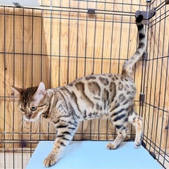 引退猫 ベンガル 里親募集