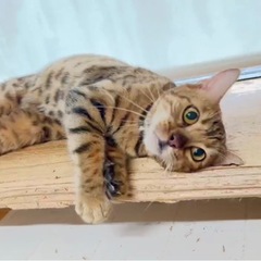 引退猫 ベンガル 里親募集
