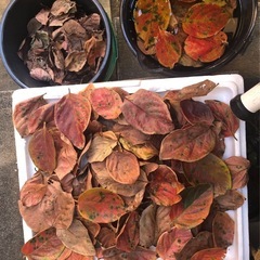 取引中＊メダカに🍃柿の葉🍂越冬準備.抗菌効果【安眠葉 35枚+α 】No②の画像