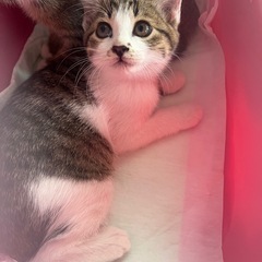 可愛い子猫の、りーちゃん